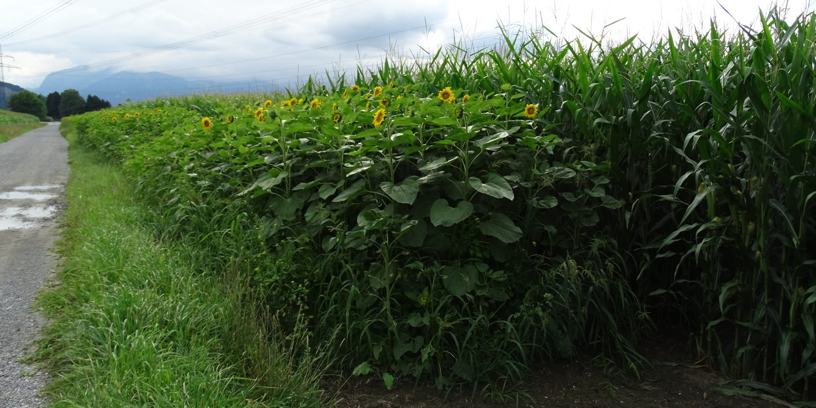 Blühstreifen Blühstreifen