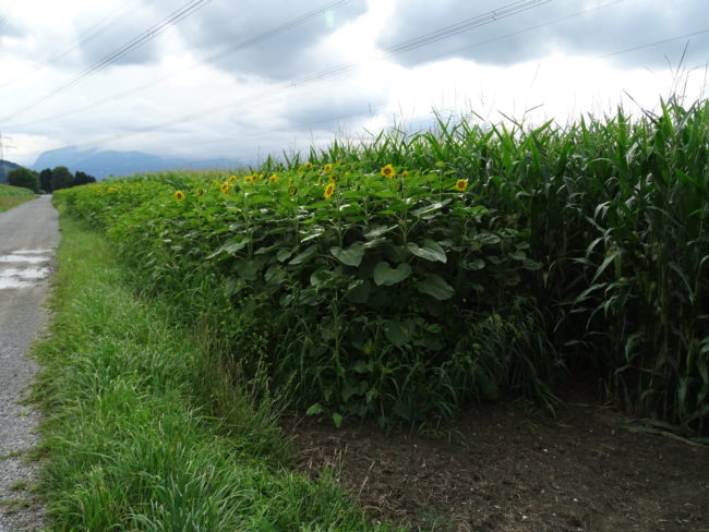 Blühstreifen Blühstreifen